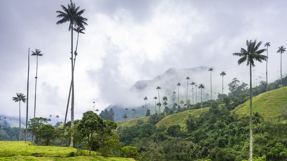 Photograph by Fabio Aristizábal