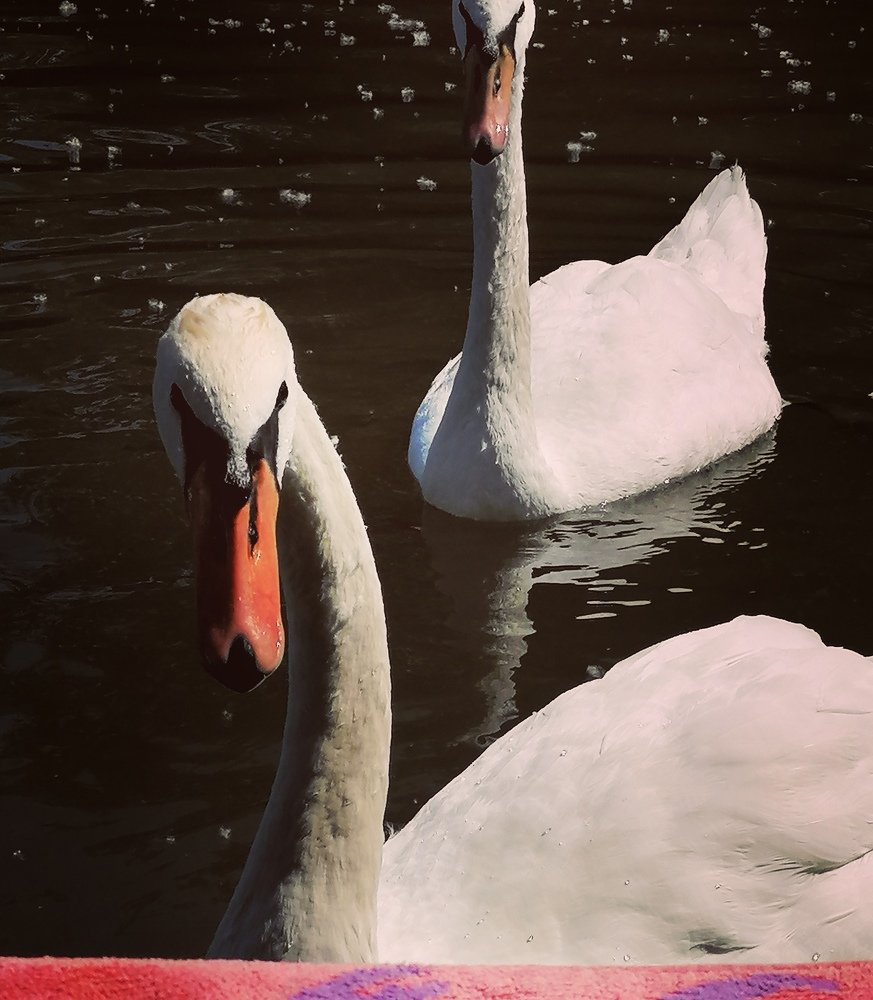 Beautiful swans.