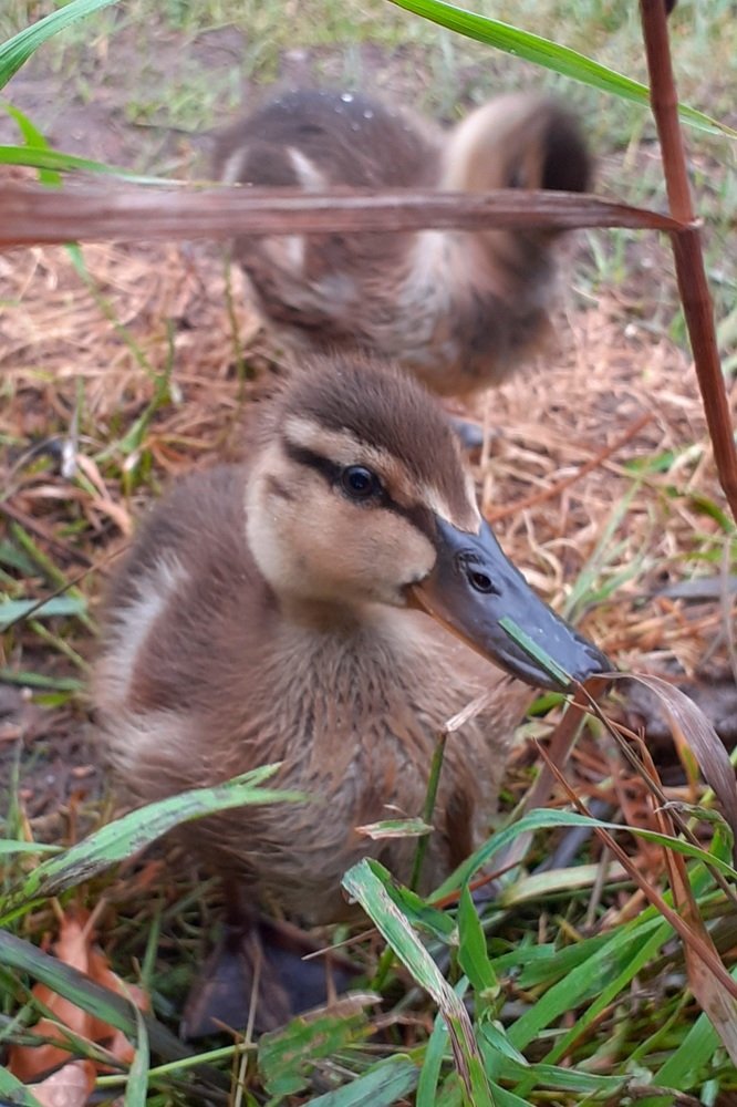 Задумчивый утёнок / Pensive duckling