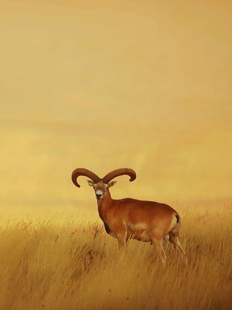 Фотография автора Mustafa Binol