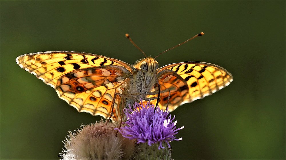 удивительное рядом