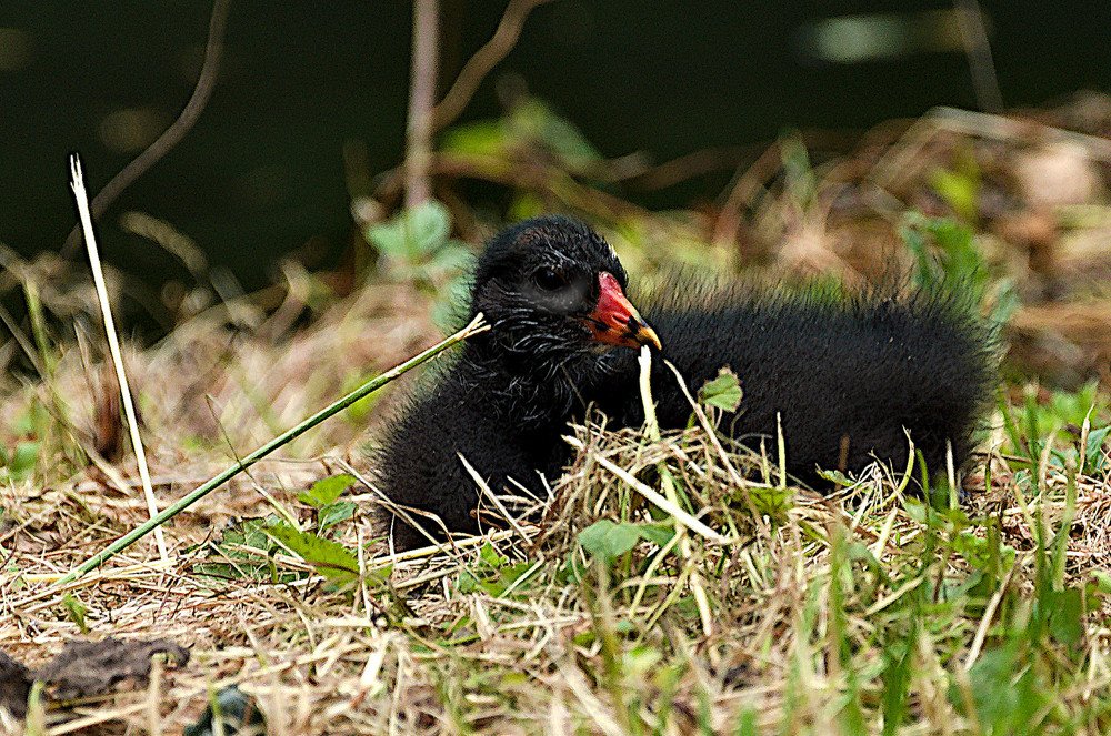 Coot nestling? Птенец лысухи?