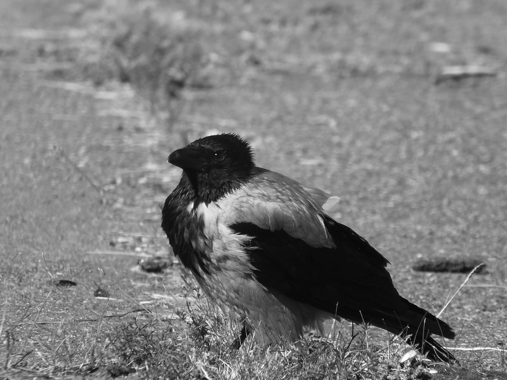 Photograph by Сергей Горбунов