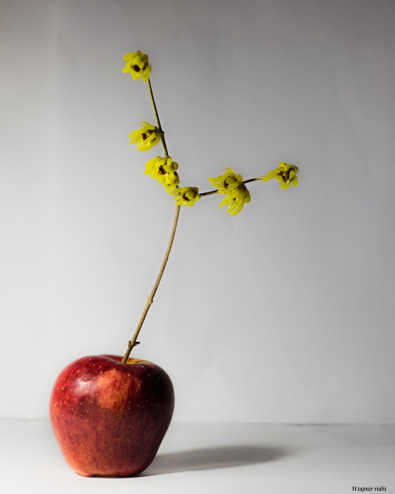 Photograph by hosein tajmir riahy