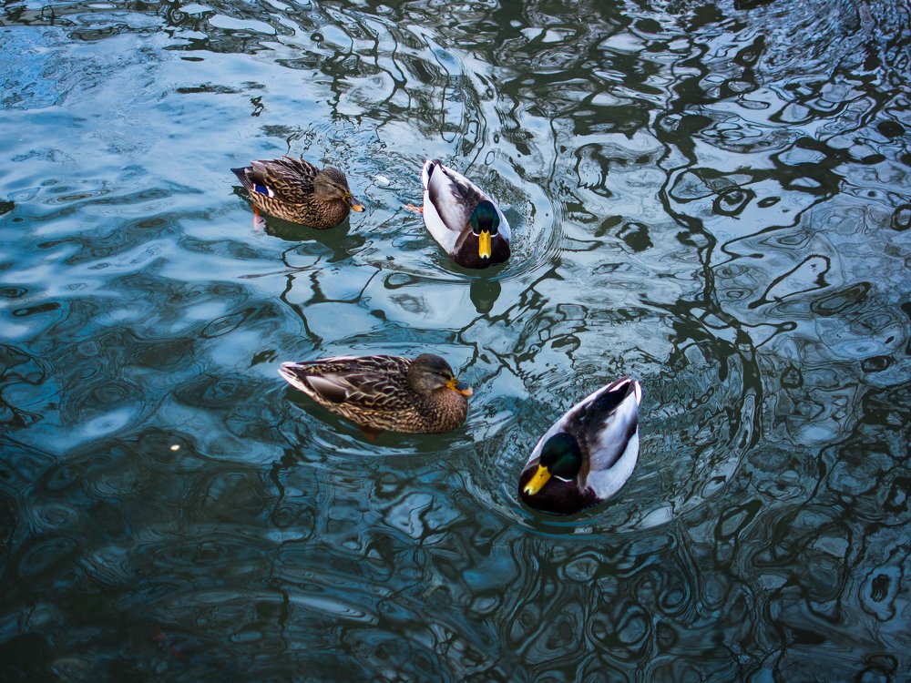 Photograph by Екатерина Лысцова