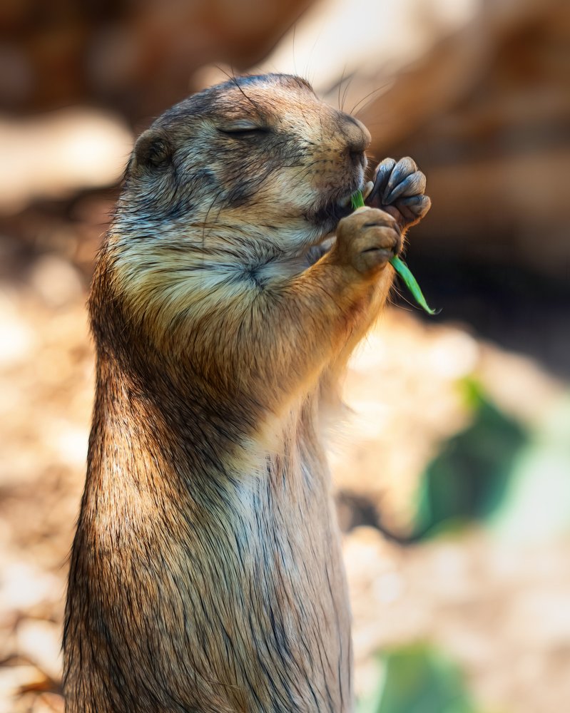 Photograph by David Lerer