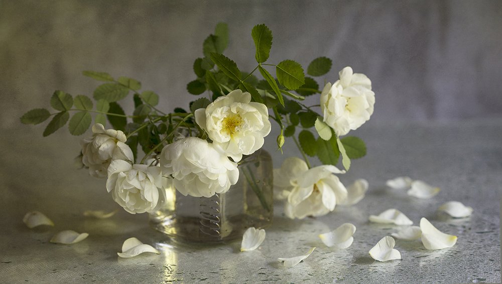 Белые лепестки