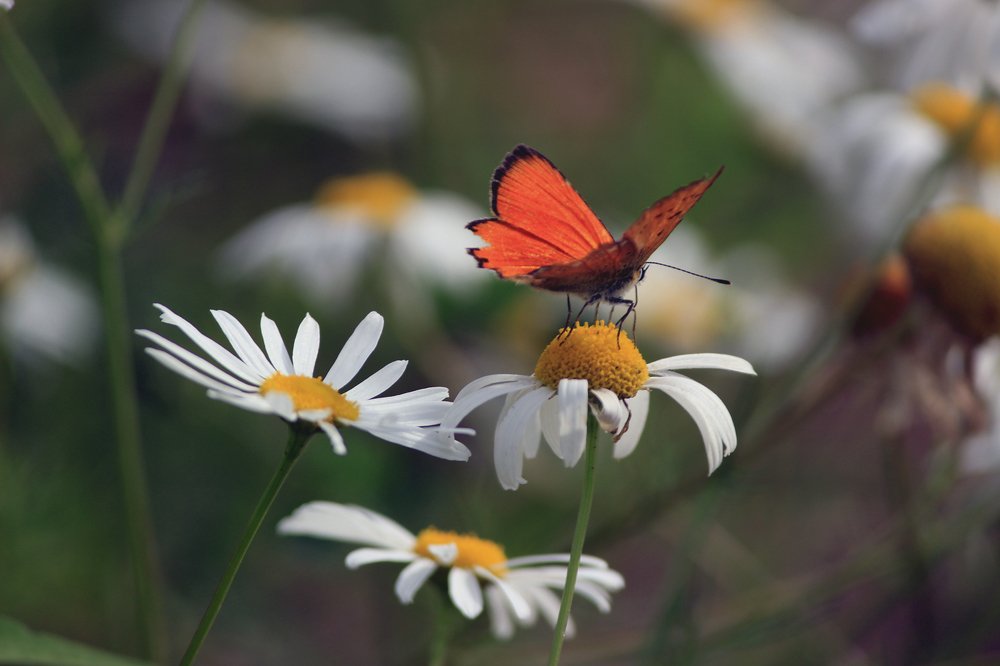 Photograph by Вячеслав Атаманов