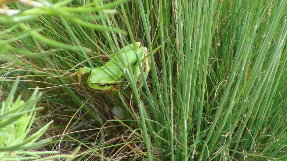 Photograph by José António Garcia Ferreira de Almeida
