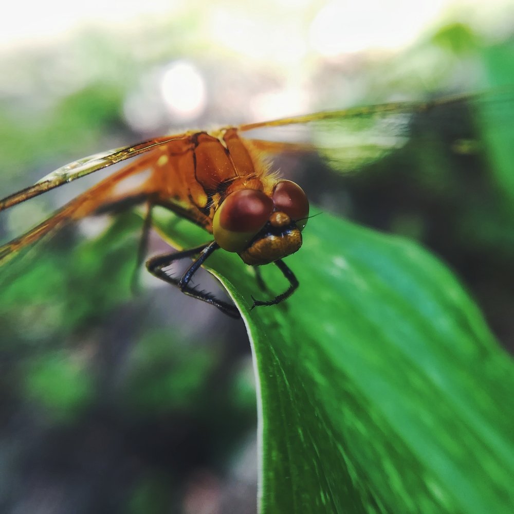 Photograph by Оксана Шевченко