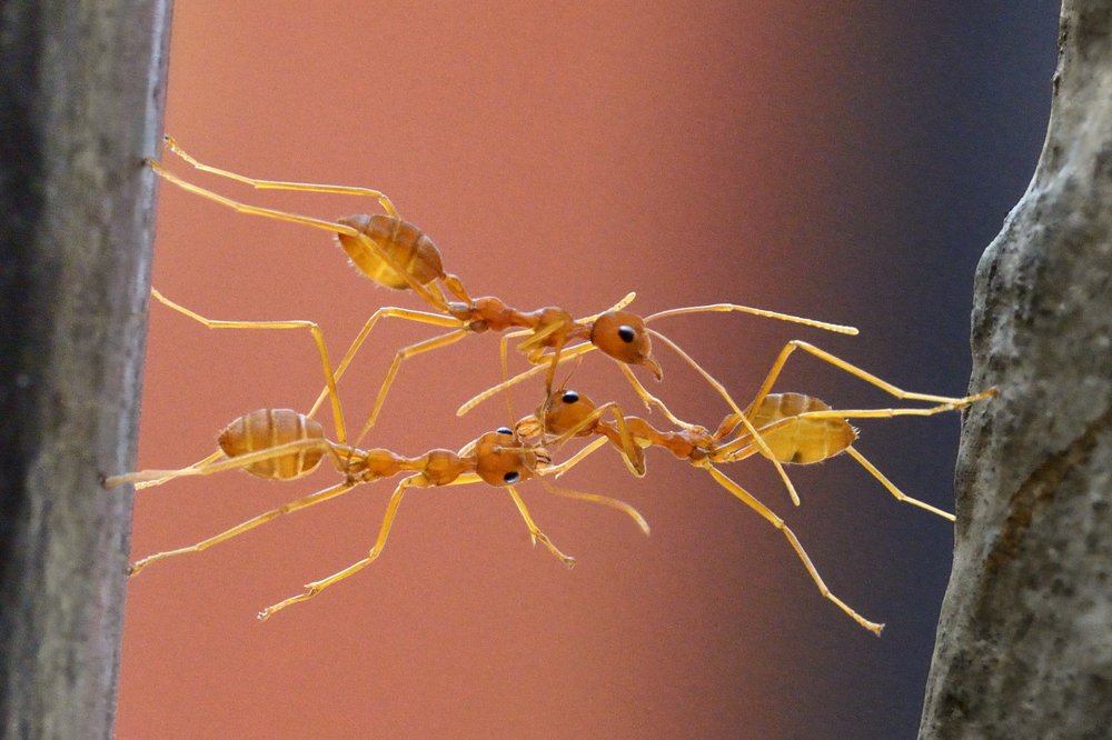Bridge by three ants