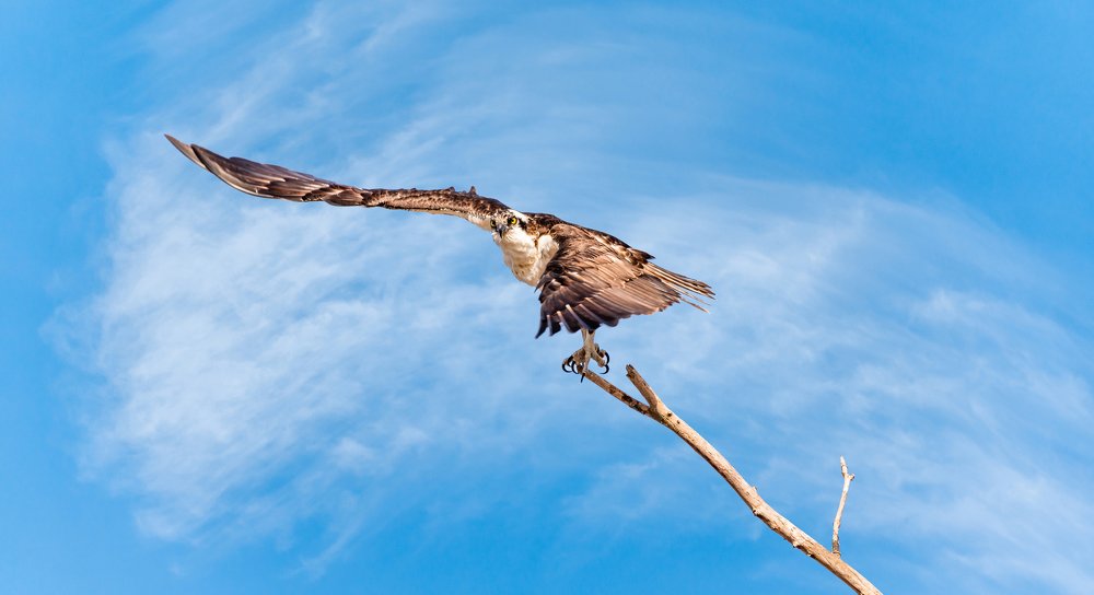 Osprey takeoff