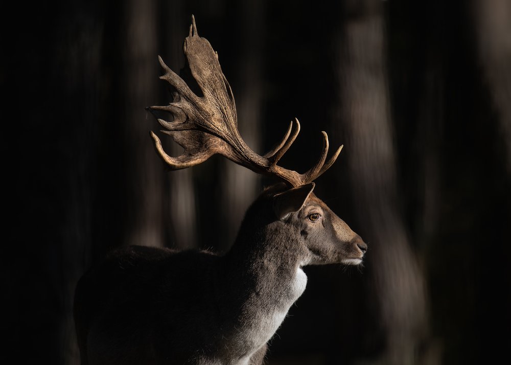 Фотография автора Ольга Рудченко