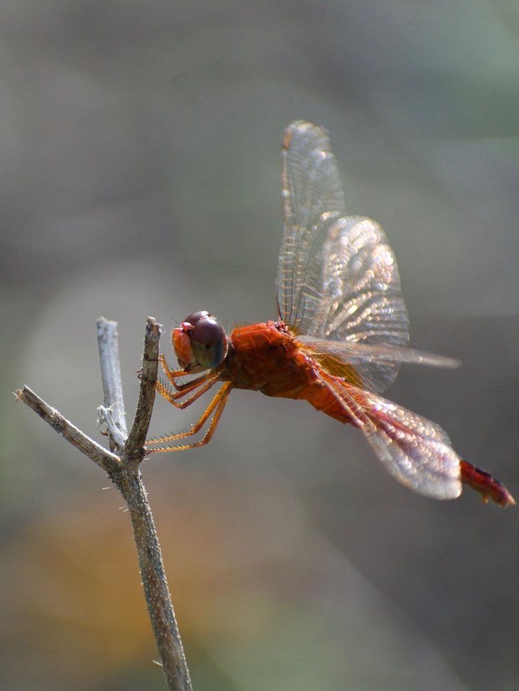 Photograph by Bhavana Sivayokan