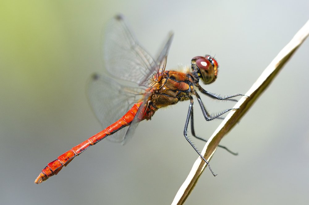 Photograph by Юрій Стороженко