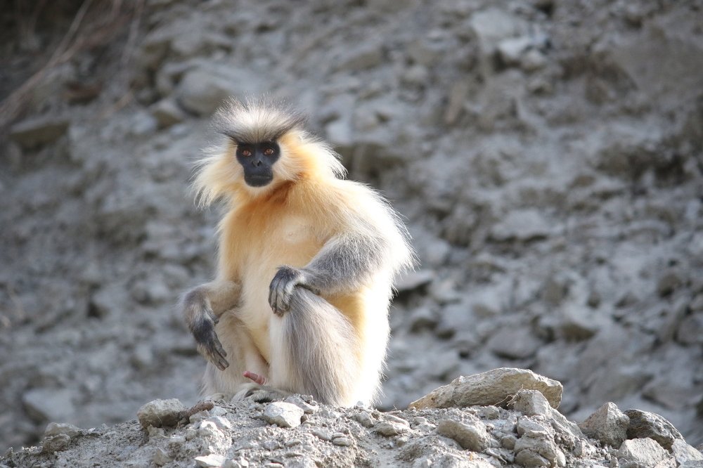 Photograph by Wangchuk Wangchuk