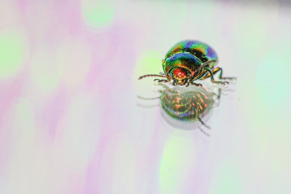 Chrysolina fastuosa