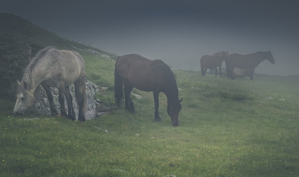 Photograph by Venelin Dimitrov