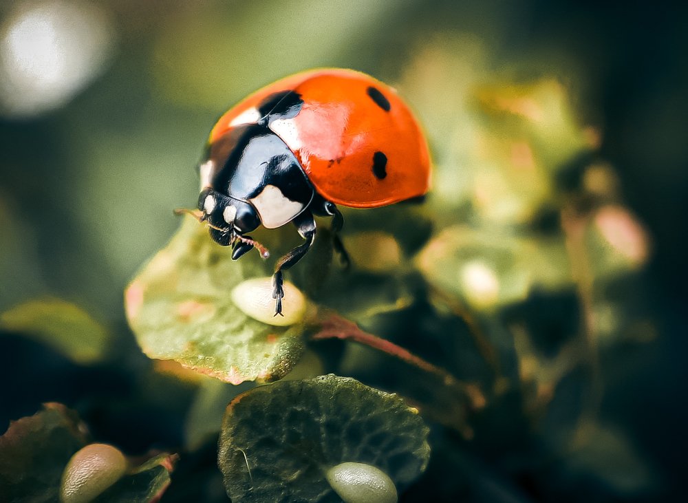 Photograph by Юлия Шматова