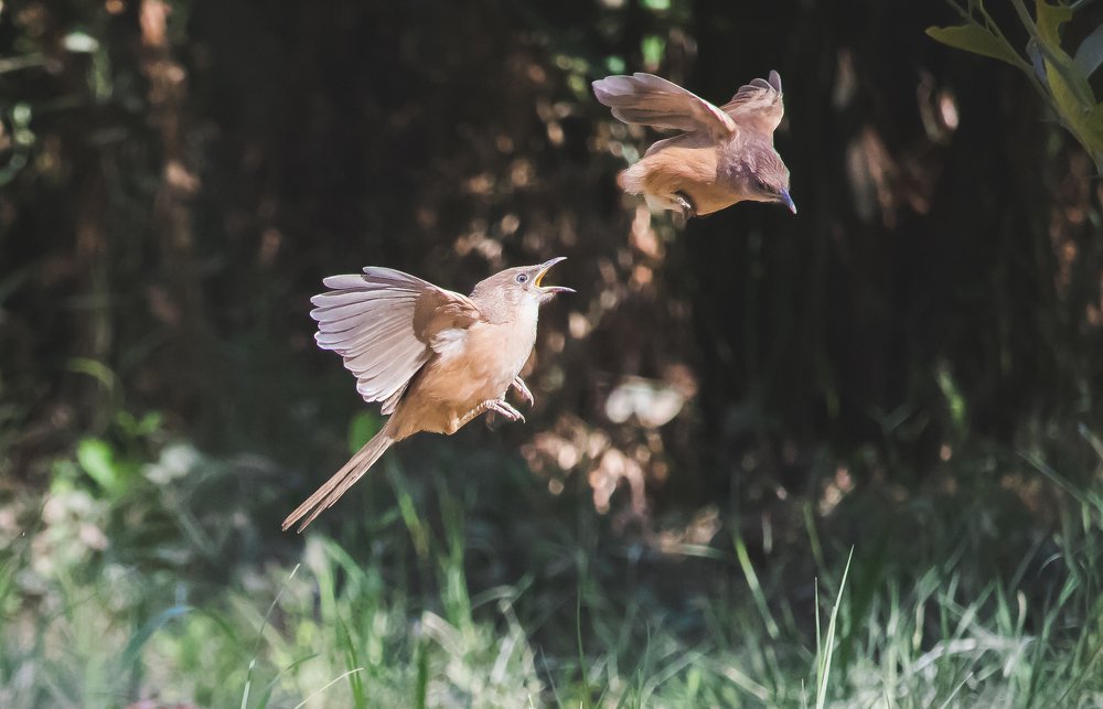 Photograph by Aissa Haffar