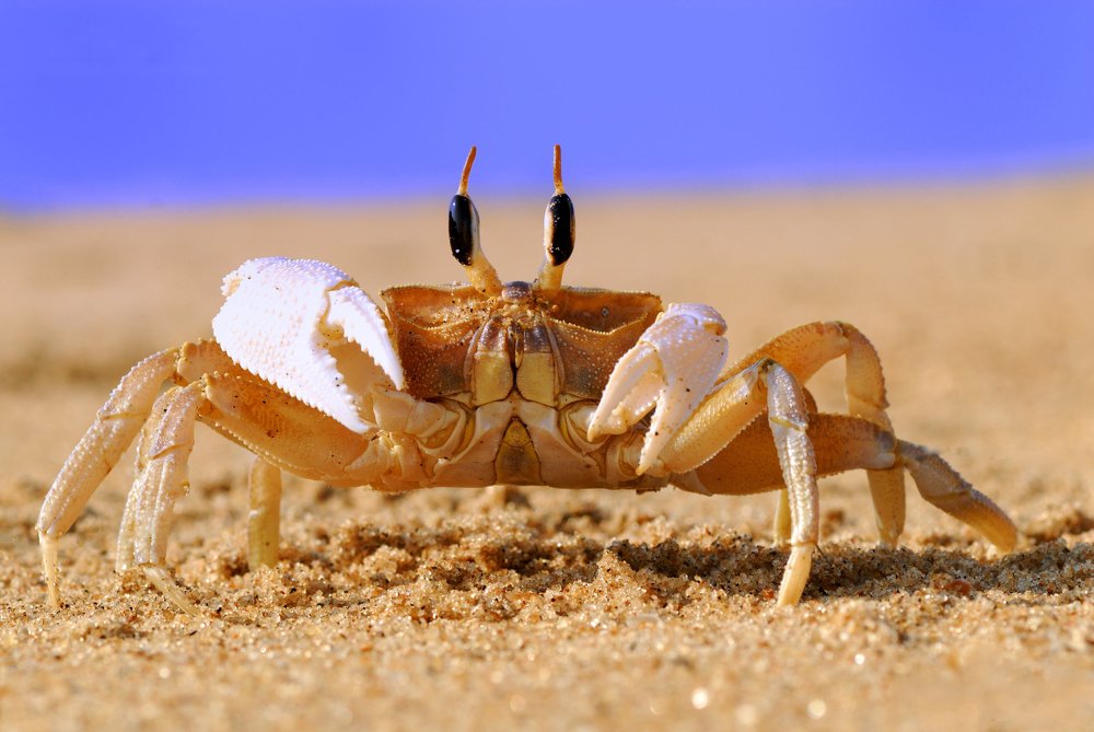I am the Mighty White Crab (Male)