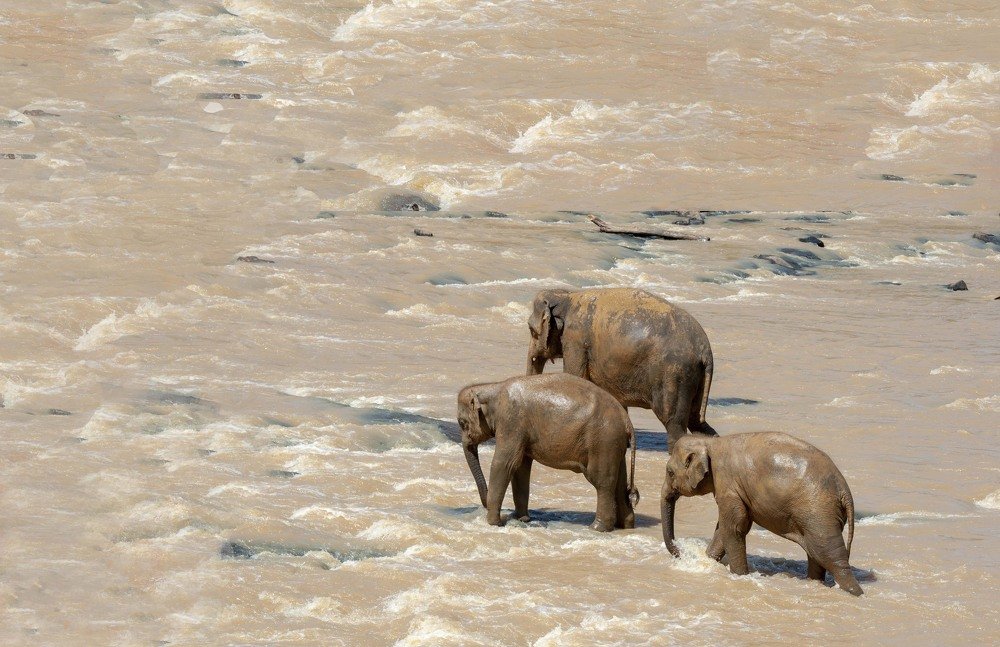 Elephant March on the River