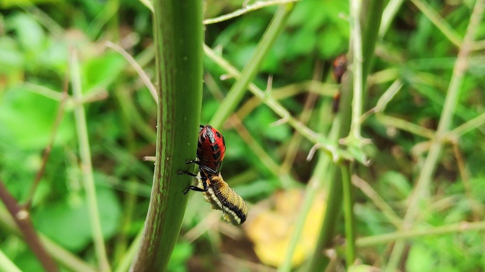 Photograph by Sarang Vyawahare