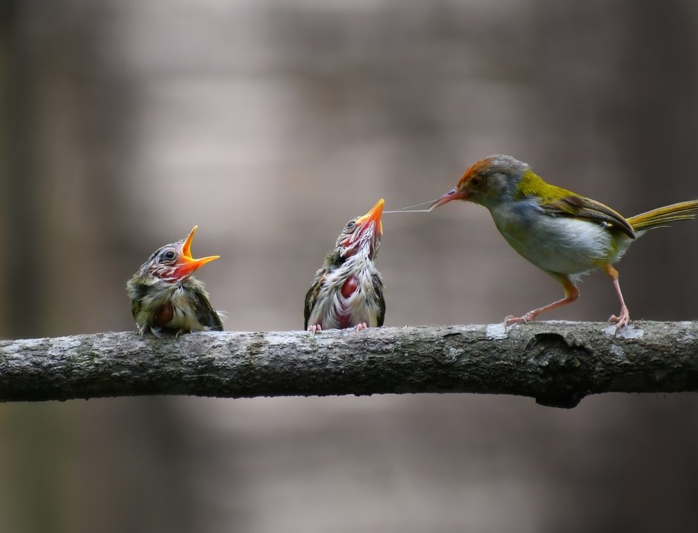 Photograph by Masum Mr