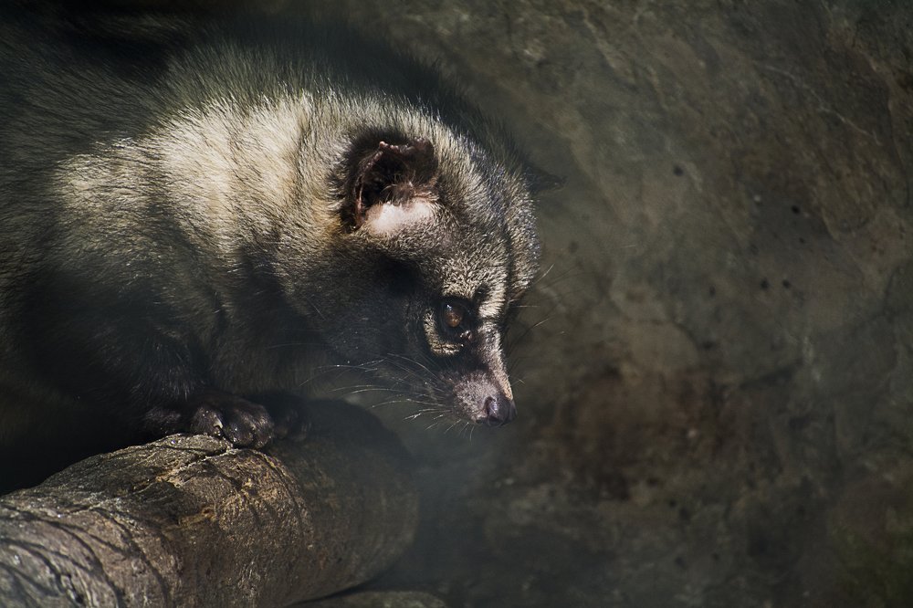 Photograph by Pradipta Chakraborty