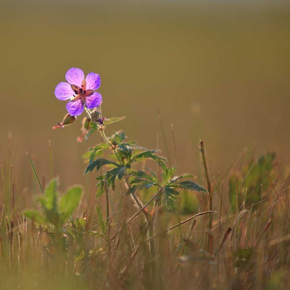 Photograph by Марина Елисейкина