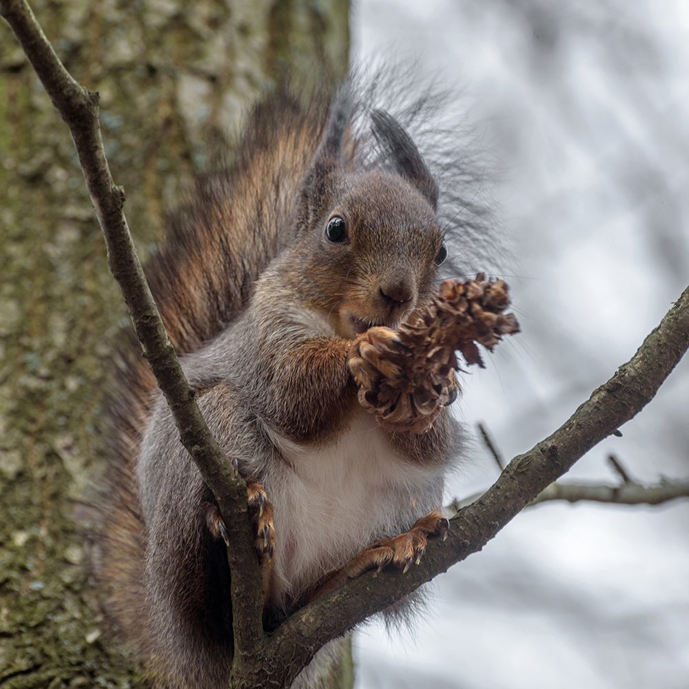 А ещё есть шишка?