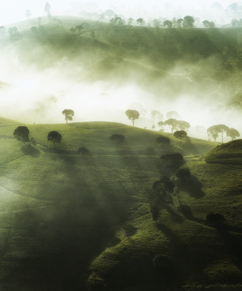 Photograph by Cahyo Priyo Purnomo