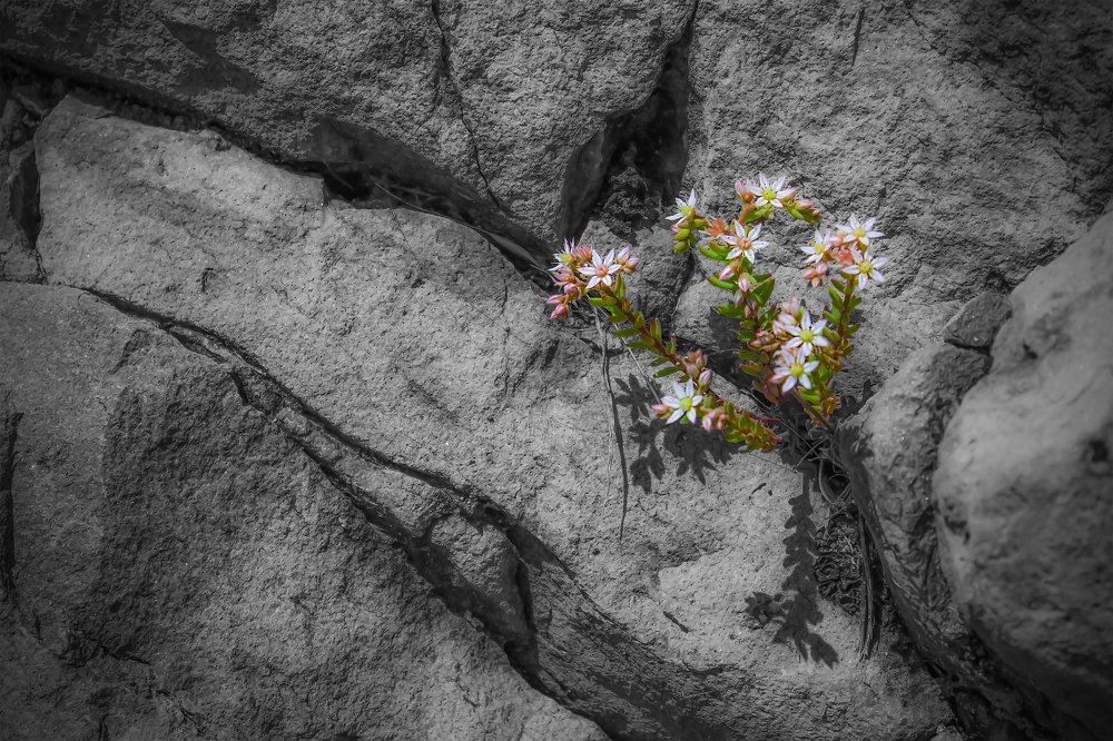 Flowers on the rock