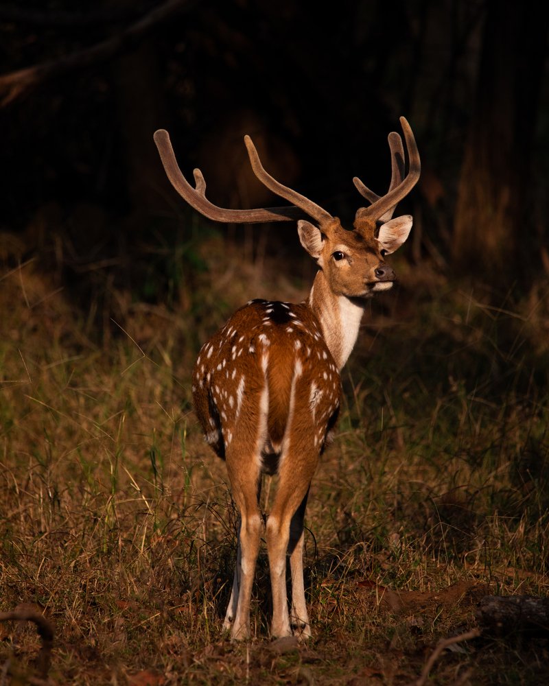 Photograph by Ravi Kiran Lokesh