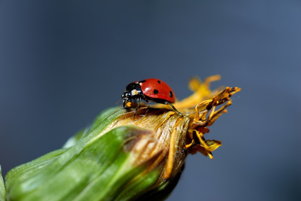 Photograph by Светлана Михайлова