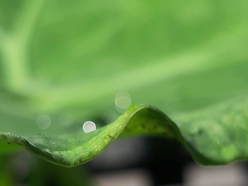 Photograph by Dina Gumanty