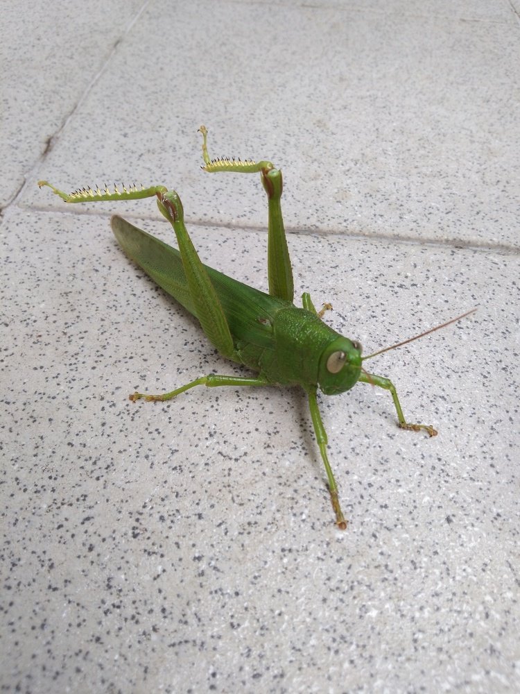 Grasshopper