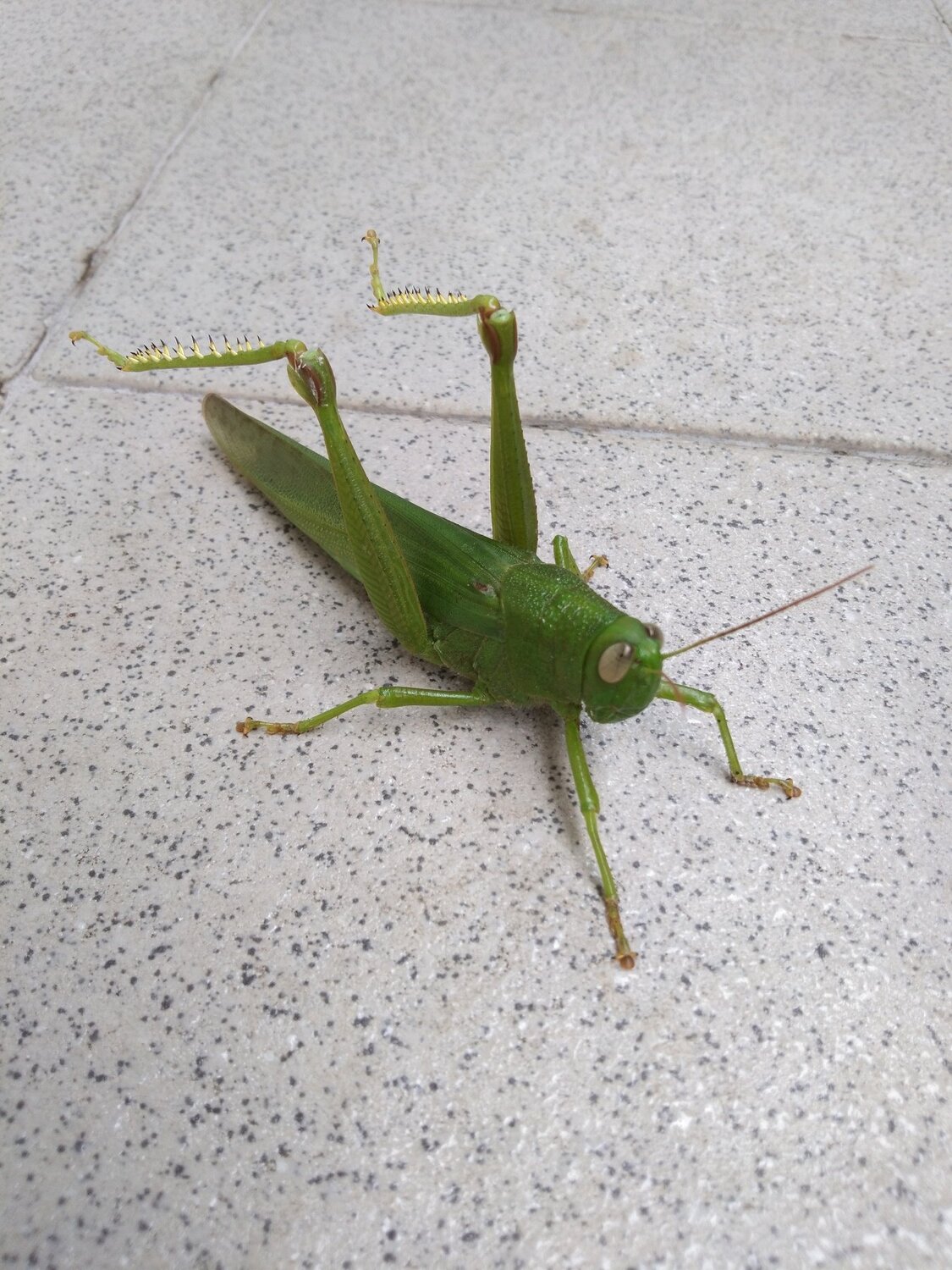 Grasshopper