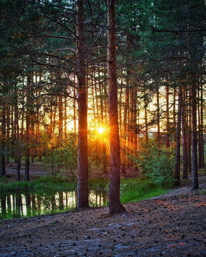 Закат солнца в лесу