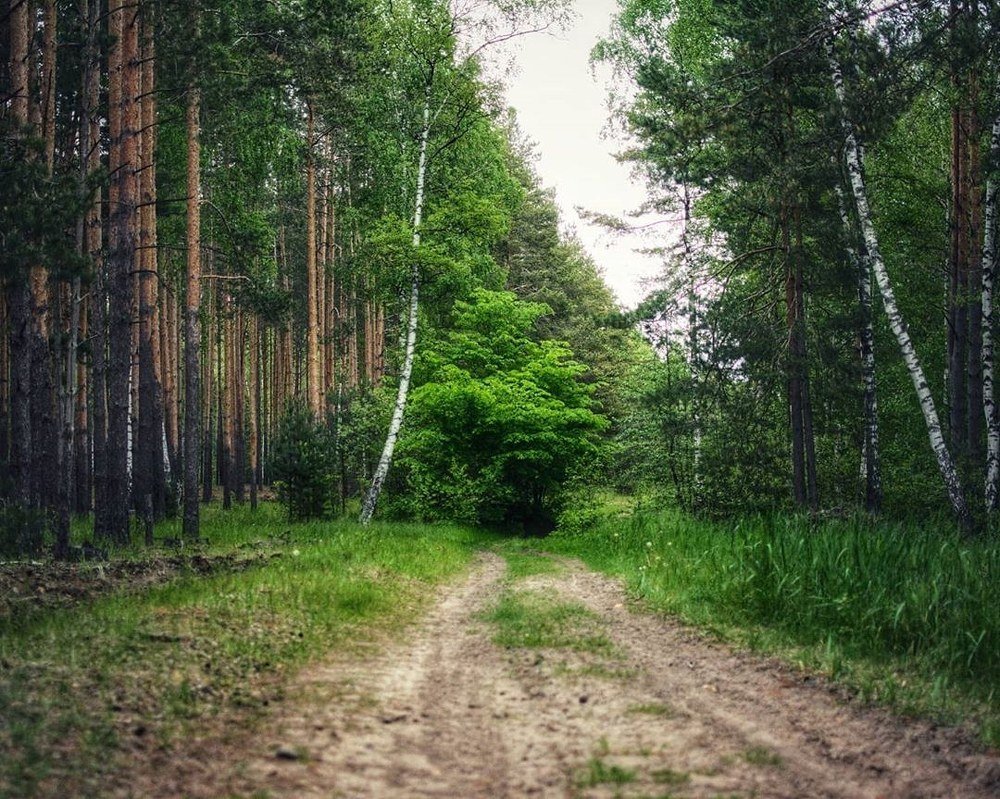Лесная дорожка