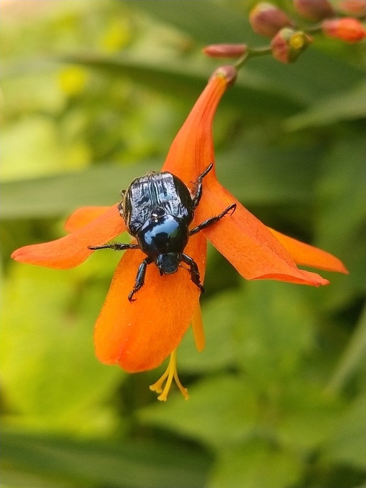 Photograph by Lamphang Marbaniang