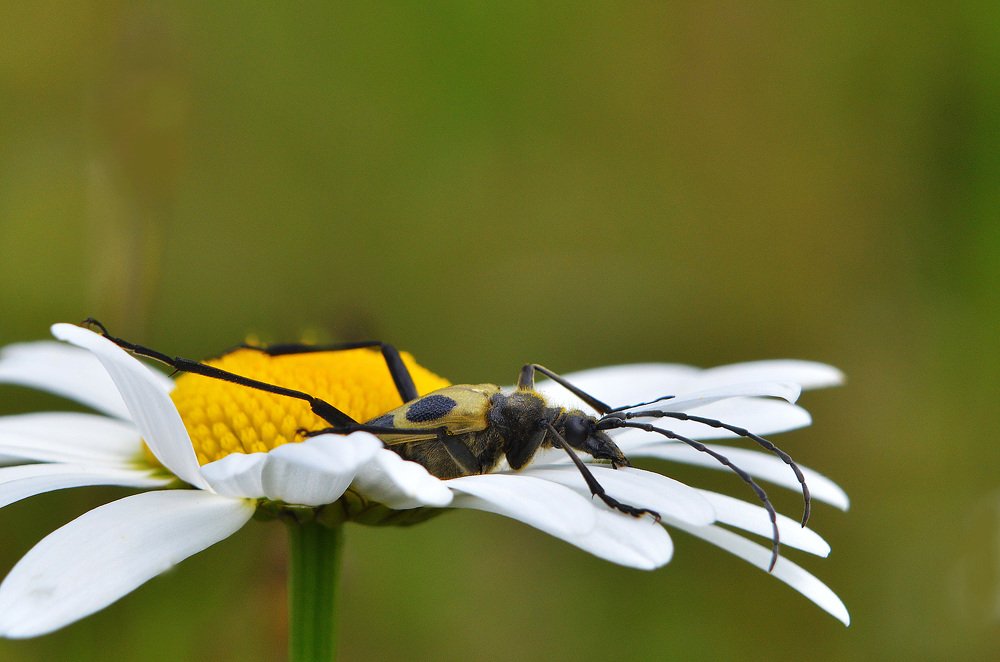 Любителям ромашек посвящается.
