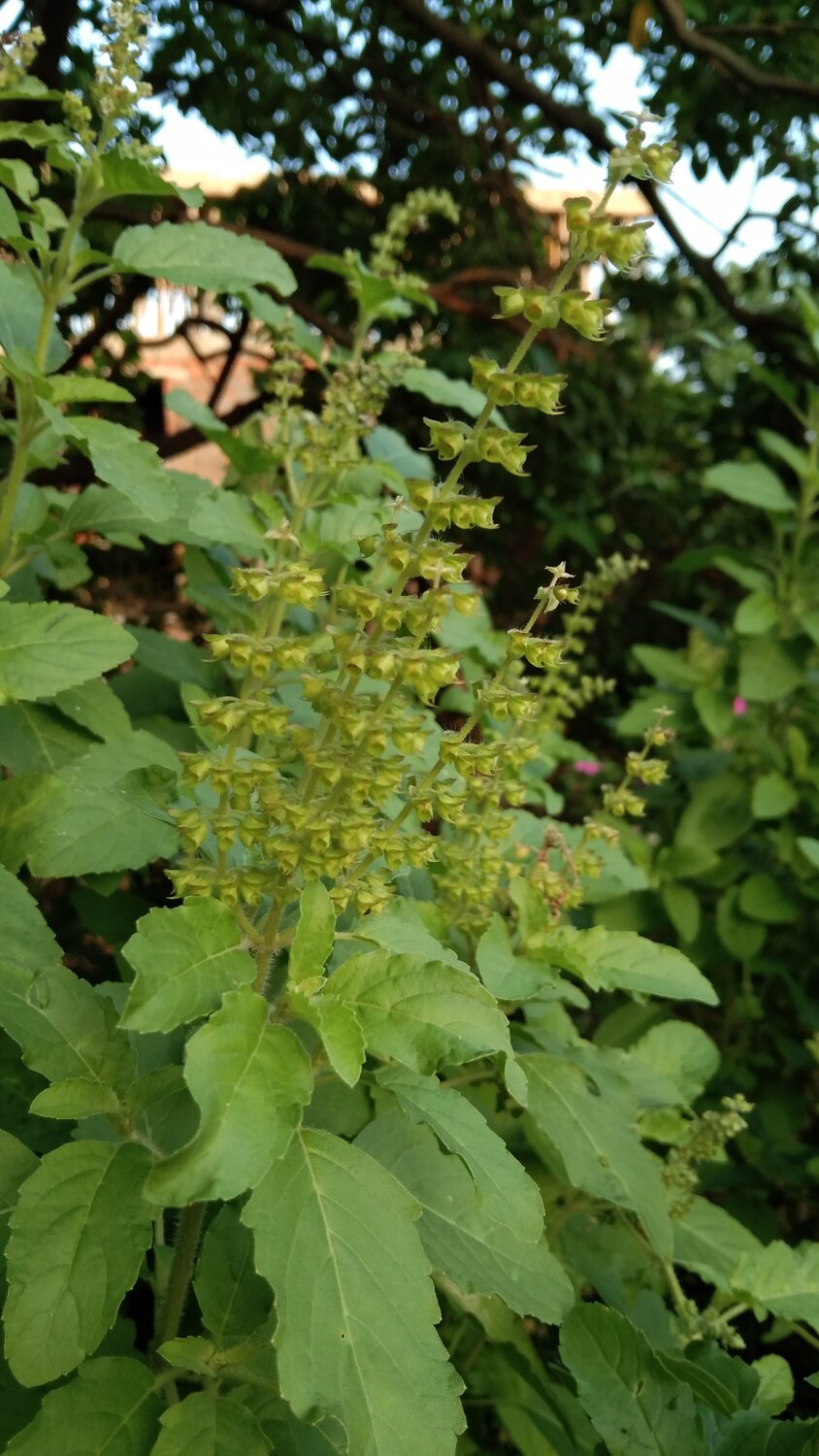 Tulsi (holy basil ) in hinduism.