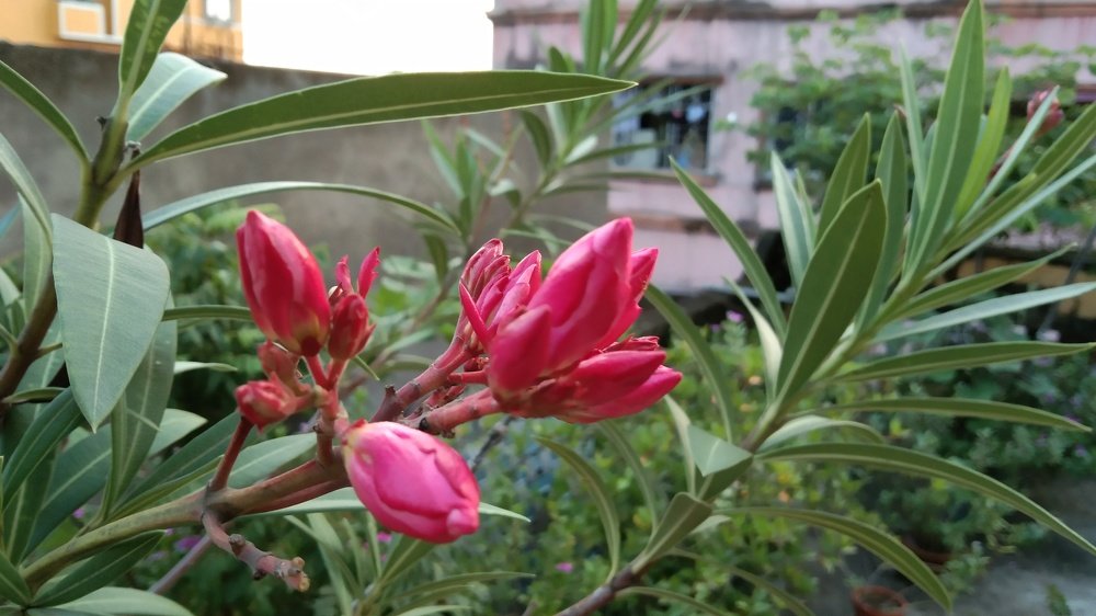 Beautiful Rokto korobi ( Oleander flower).