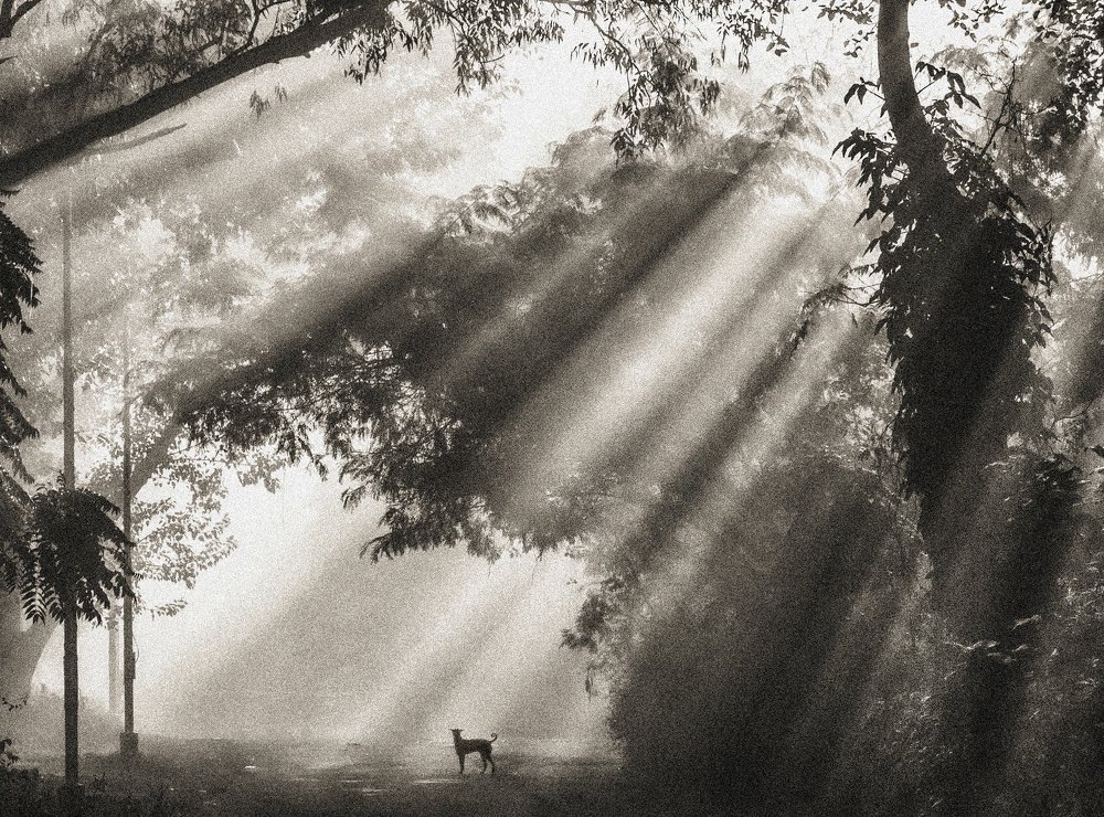 Photograph by Saurav Biswas