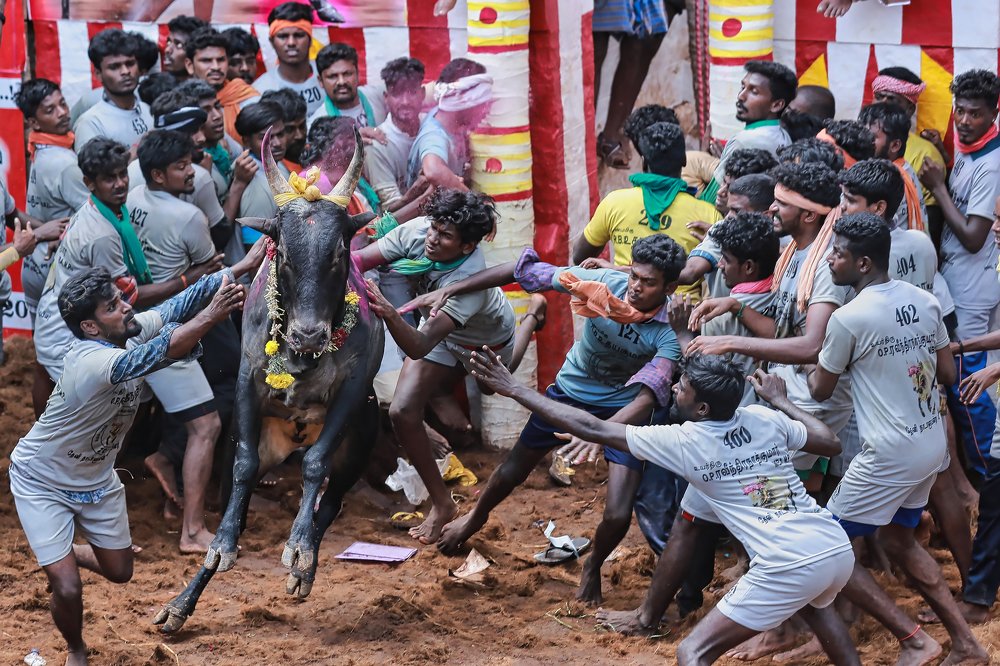 Jallikattu - The Ancient Traditon sport