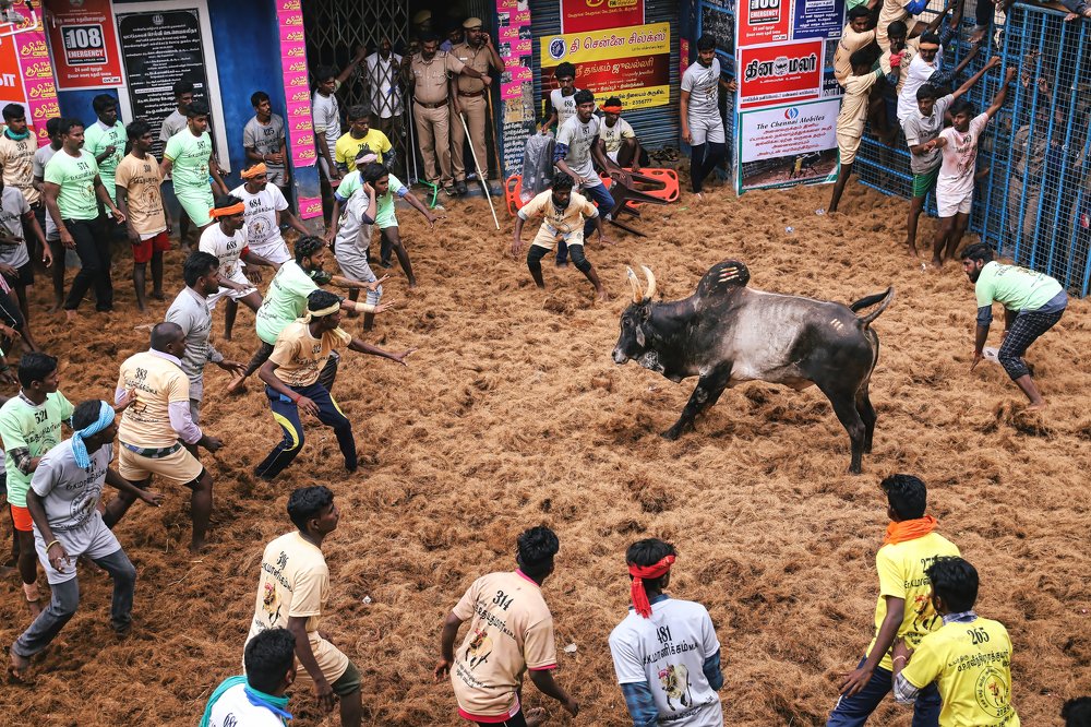 Jallikattu - Indian traditional sport