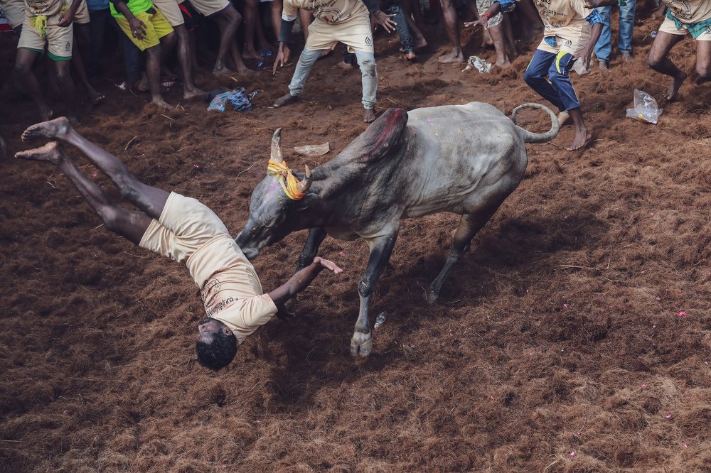 JALLIKATTU - INDIAN TRADITINAL SPORT