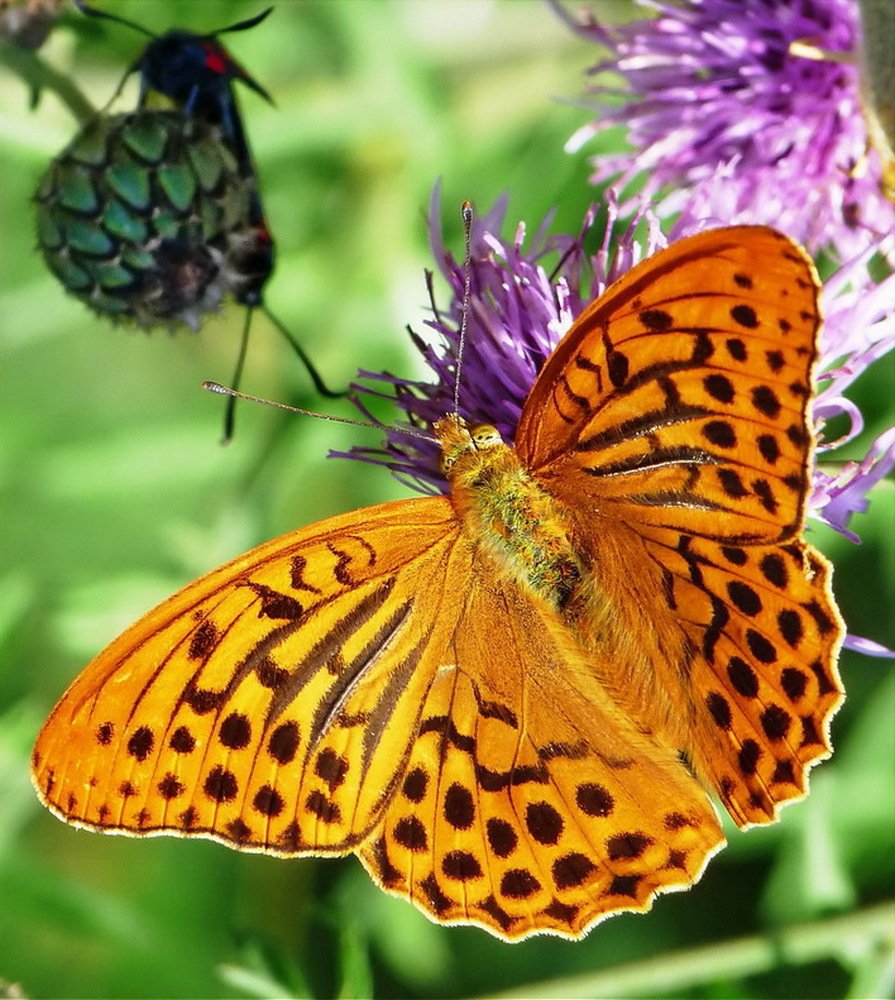 бабочка-лето