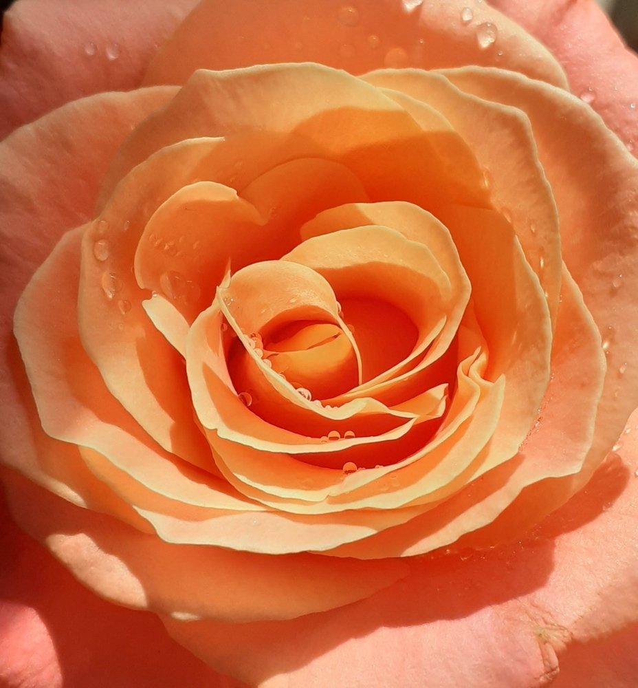 The word "Love" in the language of flowers/слово "Любовь " на языке цветов